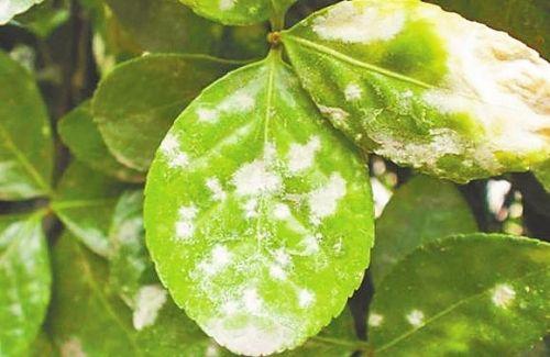 如何灭杀植物虫害 v2-25700a1a6323c2bec212a71e14b9cba8_1440w.jpg?source=172ae18b