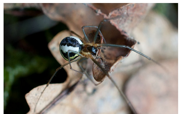 蜘蛛是怎样繁殖的? - 知乎