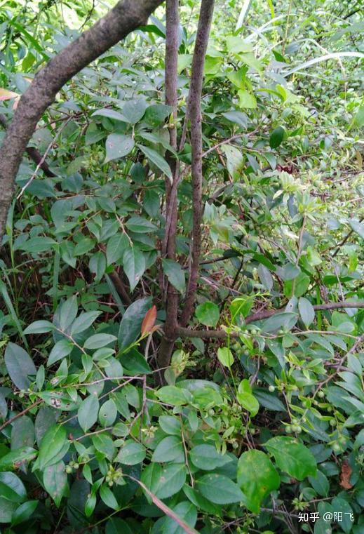农村的山上生长着乌饭树,其价值高,乌饭树可以大面积栽植吗?