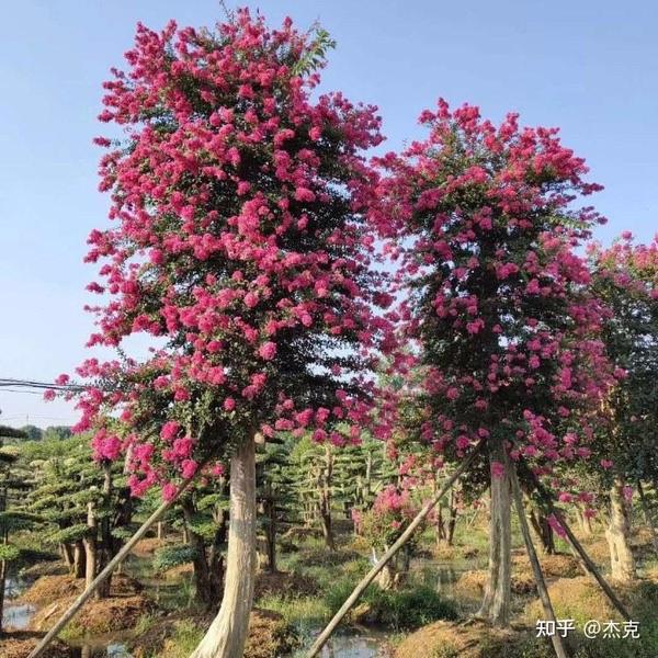 溫暖而又明媚的花傘——紫薇花樹