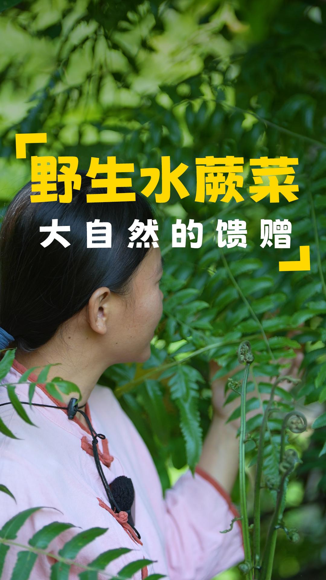 明媚之日,宜漫步河畔,探寻野生水蕨菜