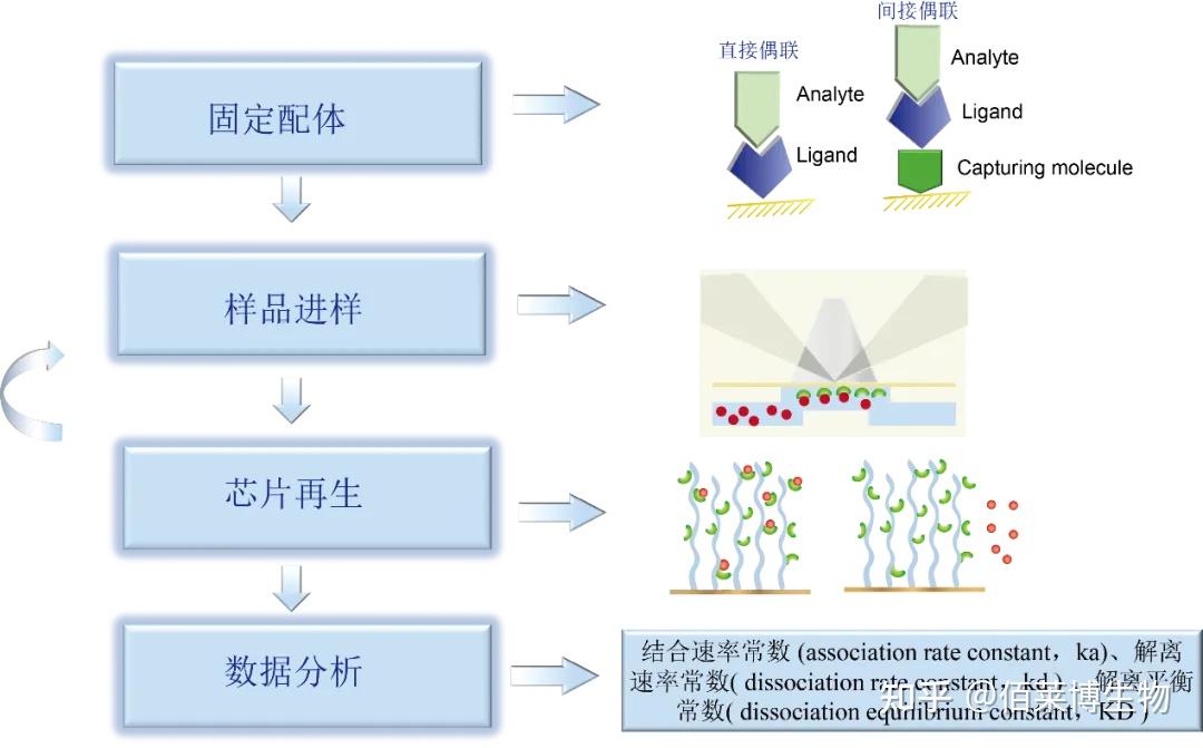 表面等离子共振(SPR)实验技术 - 知乎