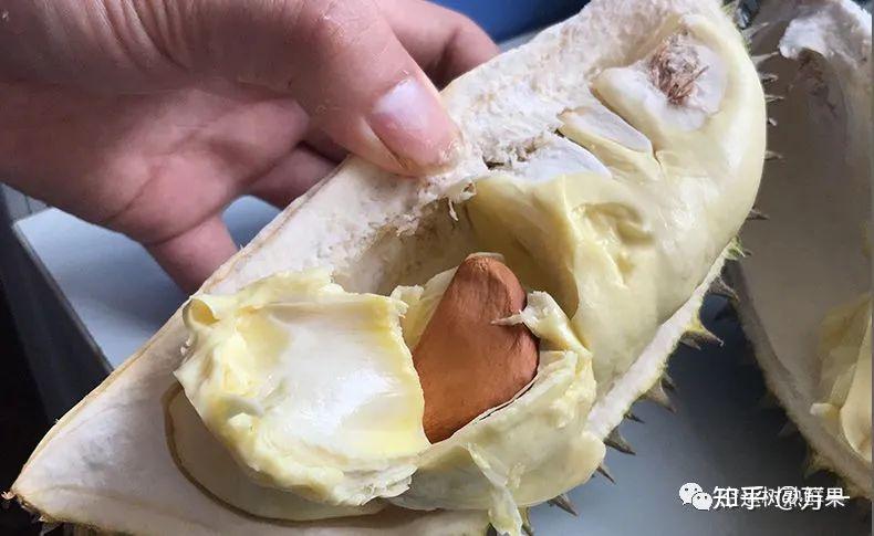 我来告诉你,给你一颗真正的金枕头榴莲9成熟采摘,不催熟,给你一颗真正