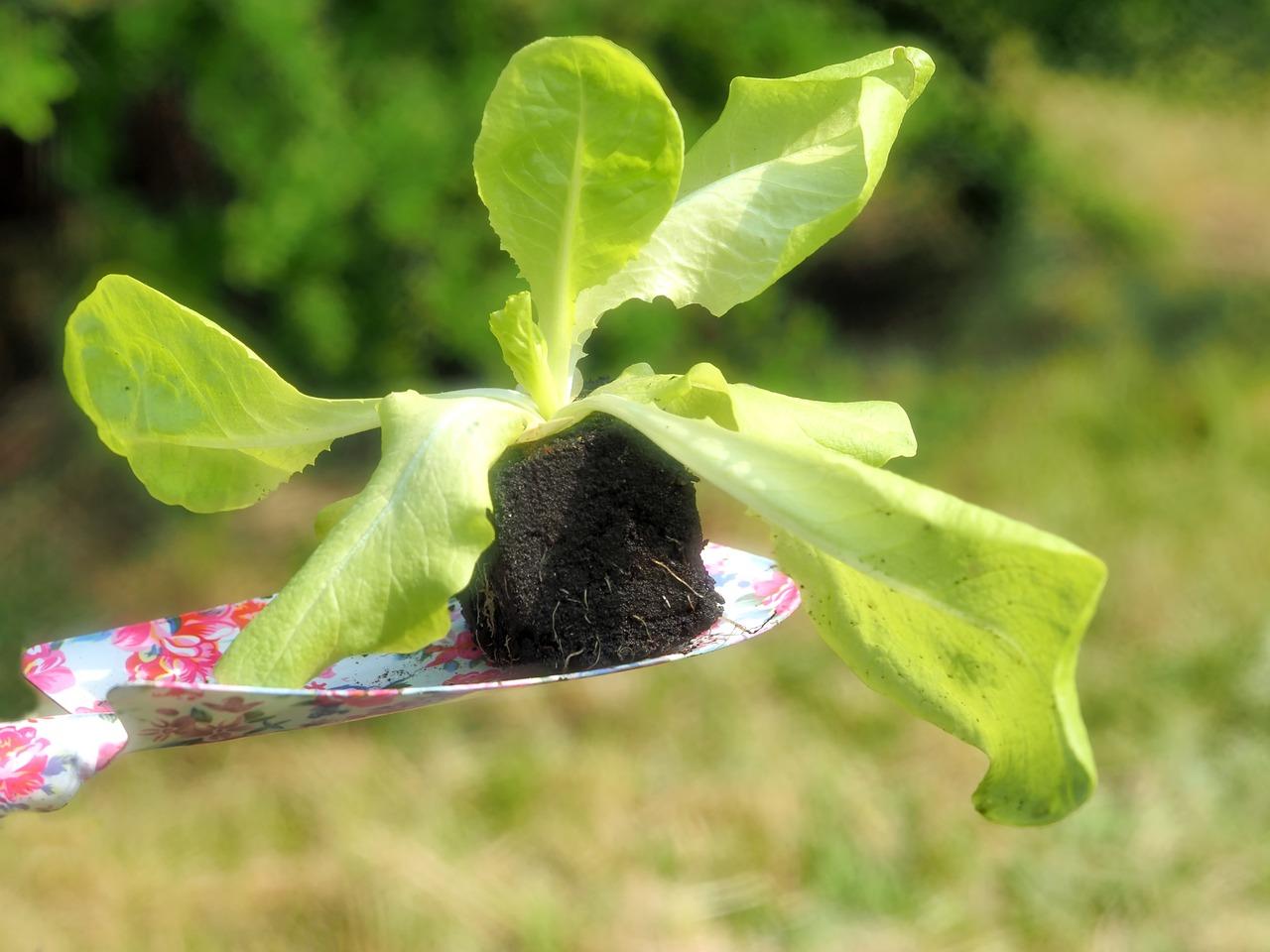 什么菜最好种植