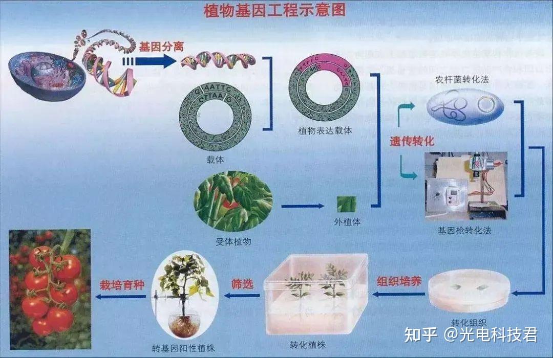 吃还是不吃?中国转基因粮食作物正式商业化,民众的反应大相径庭