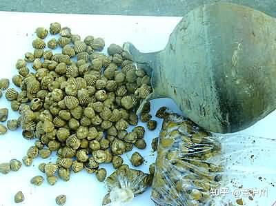 血蚶:剥开血淋淋的贝壳,你敢吃吗?为啥沿海人对它如此狂热|食材科普 - 知乎