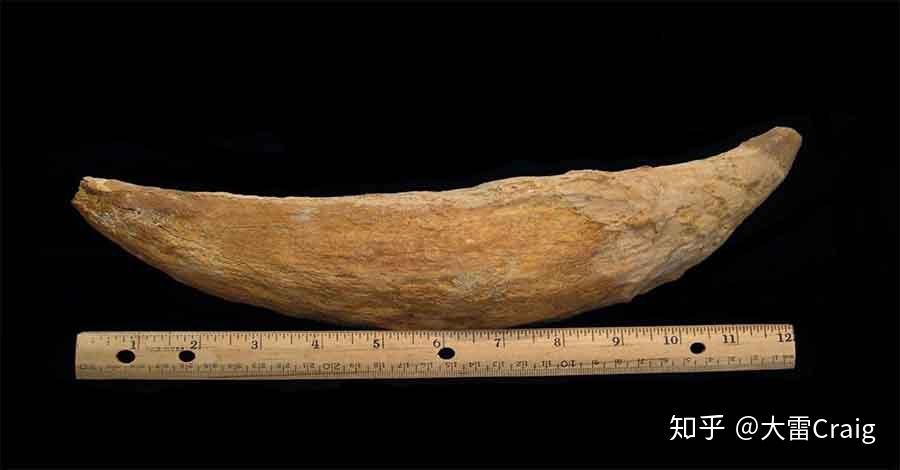 梅氏利维坦鲸和巨齿鲨哪个更厉害些? - 知乎