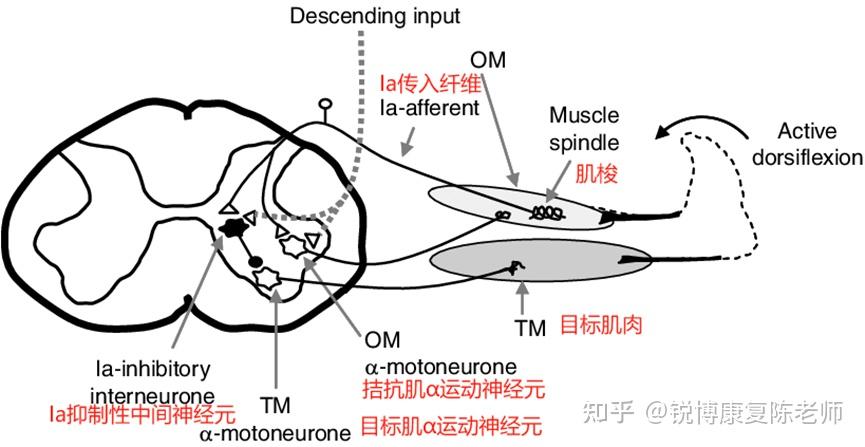 【PNF的四种理论机制】全面解析PNF拉伸 - 知乎