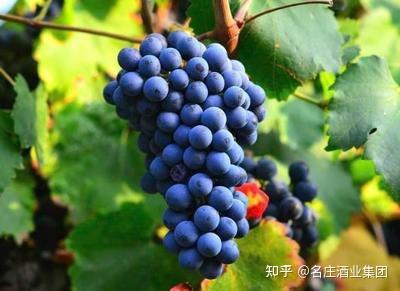 1分钟了解单宁是什么?教你懂葡萄酒 - 知乎