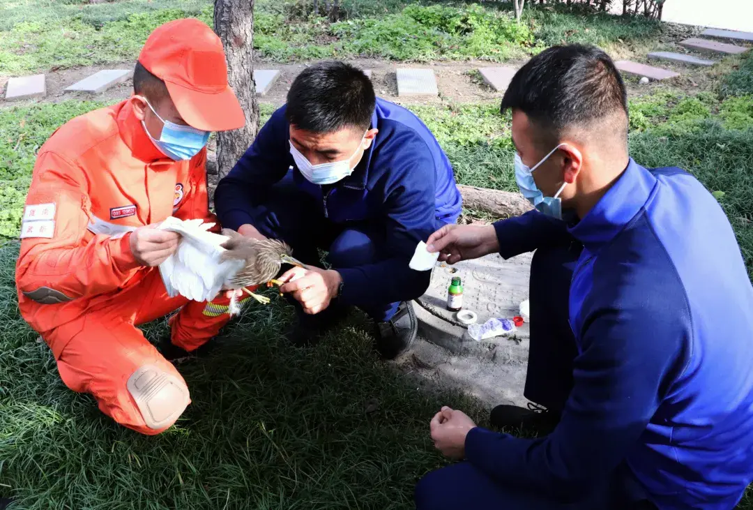 暖心森林消防員救助國家一級重點保護動物池鷺