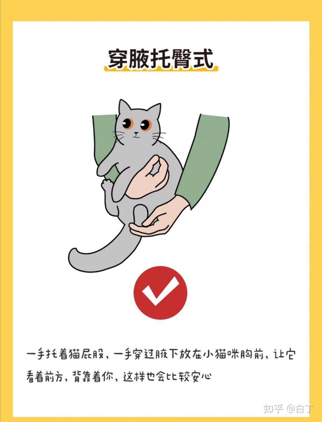 如何抱猫,才是主人最安全且让猫最舒服的姿势? - 知乎
