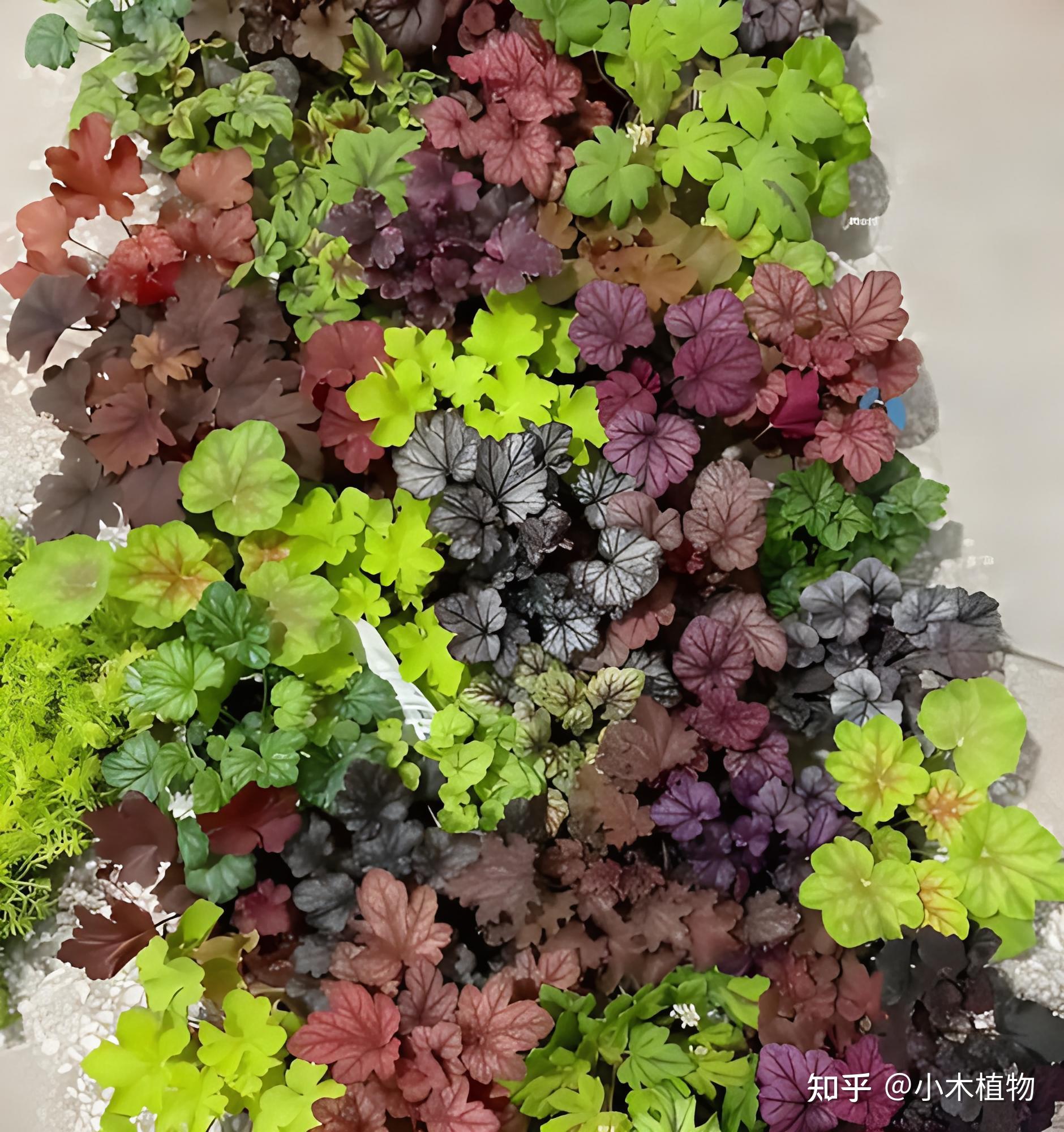 植物界的调色板—矾根