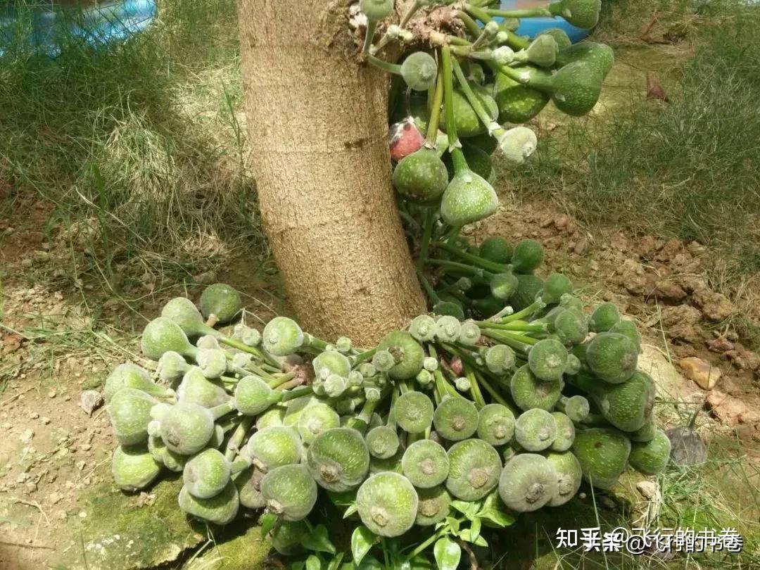 神秘的大果榕:世界上最大的无花果!你吃过吗 - 知乎