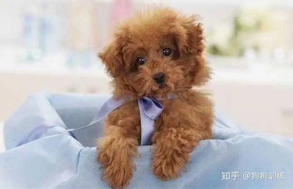 贵宾犬可以吃生肉吗 看看不能吃的原因吧 知乎