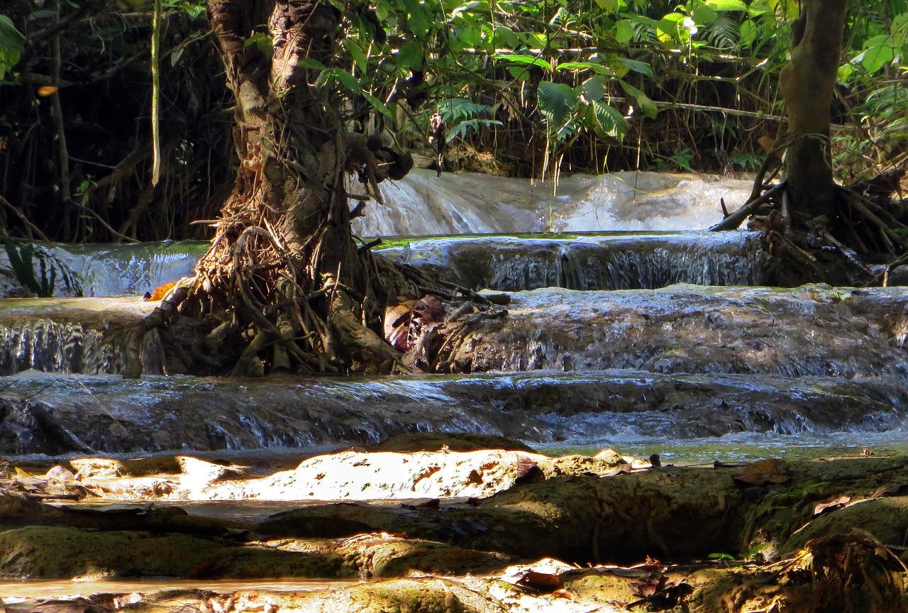 老挝酸枝木价格分析