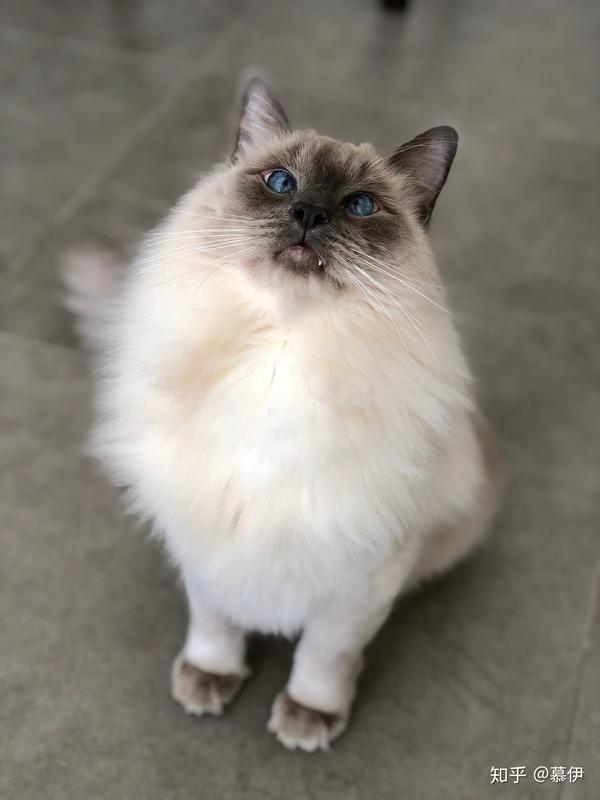 重点色布偶挖煤工黑脸到底有多可爱