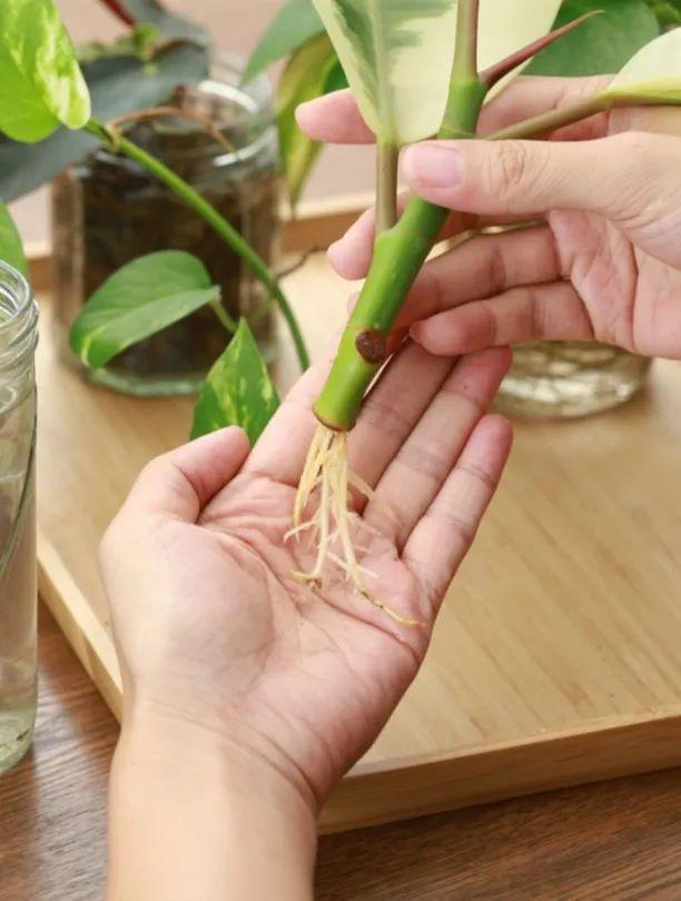 植物扦插,看这! - 知乎