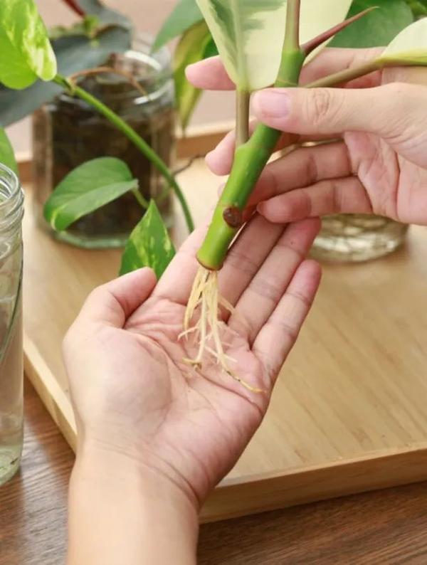植物扦插，看这！ - 知乎