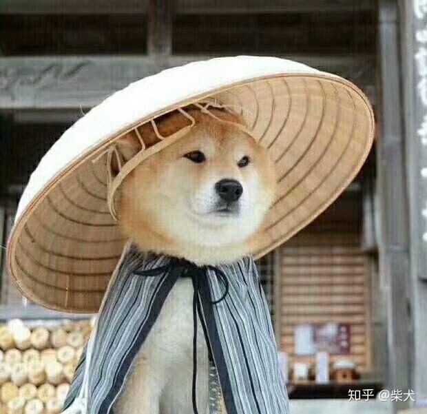 有没有一些柴犬或二哈超可爱的壁纸或头像