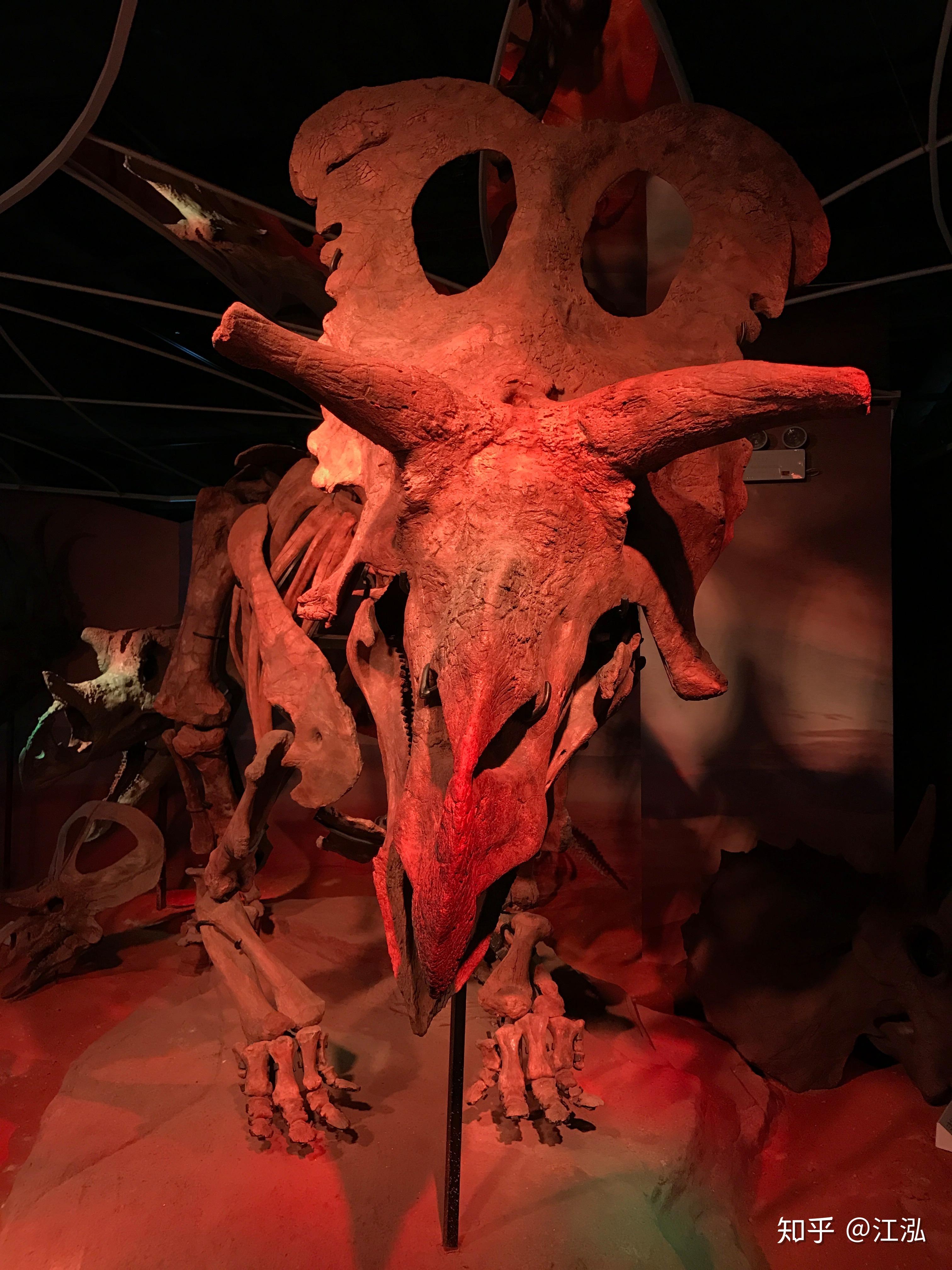 奇特长角恐龙连古生物学家都分不清