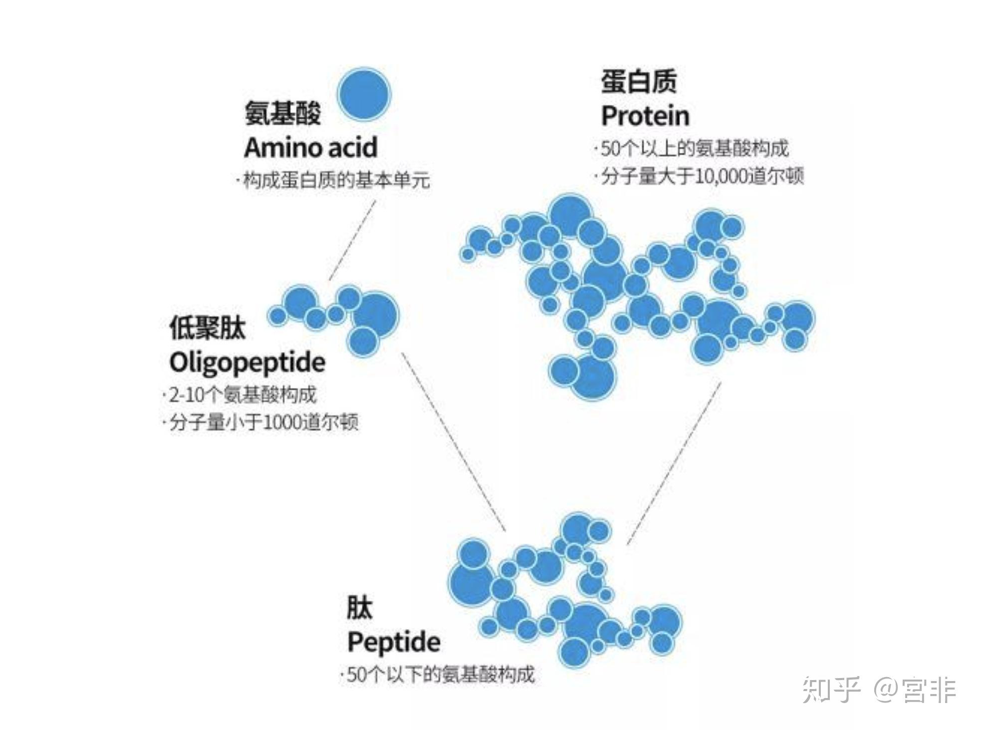 氨基酸如何影响蛋白质的性质