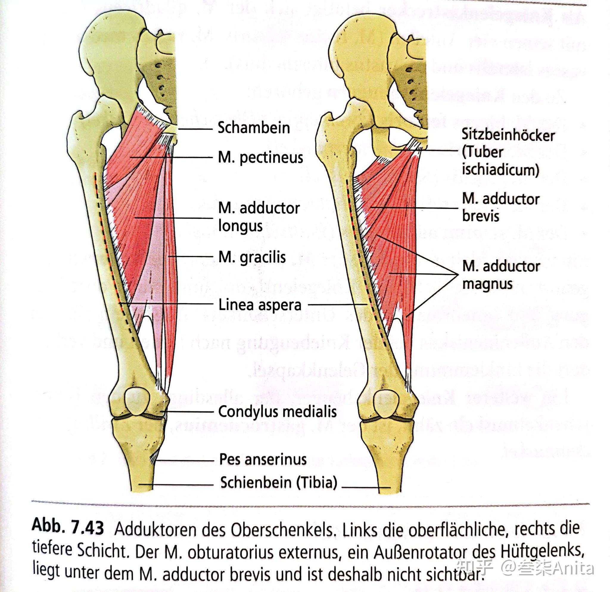 大腿内收肌下肢骨结构右膝关节及韧带右膝关节横切面近段小腿横截面