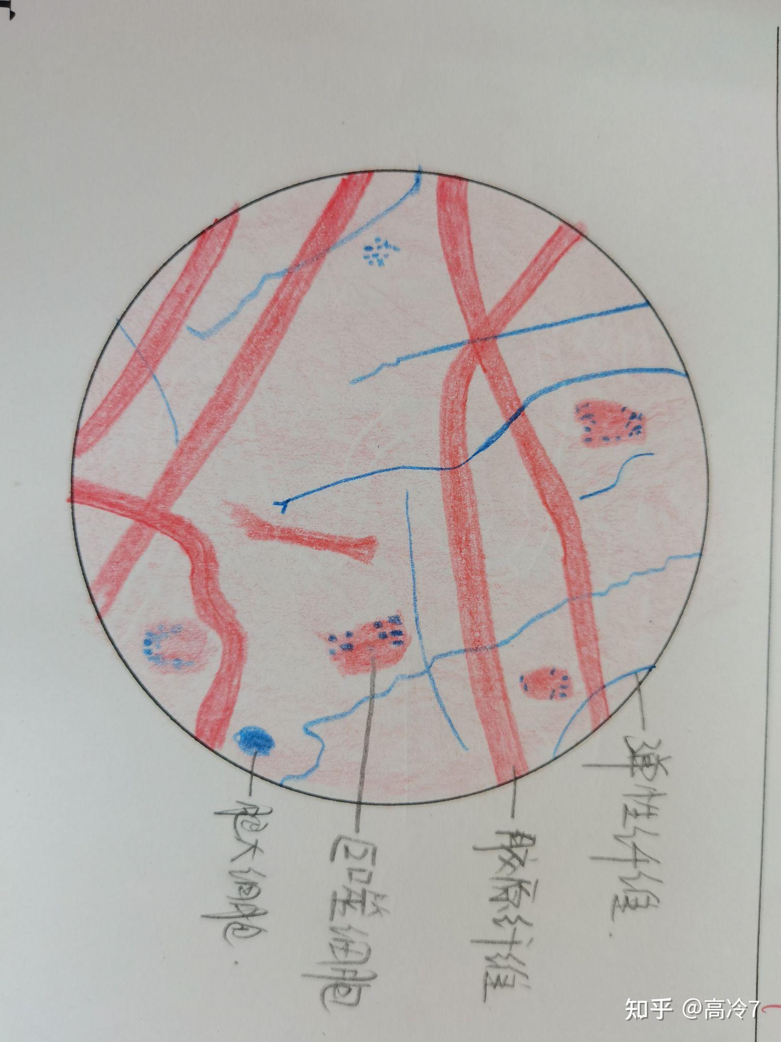 成纤维细胞手绘图片