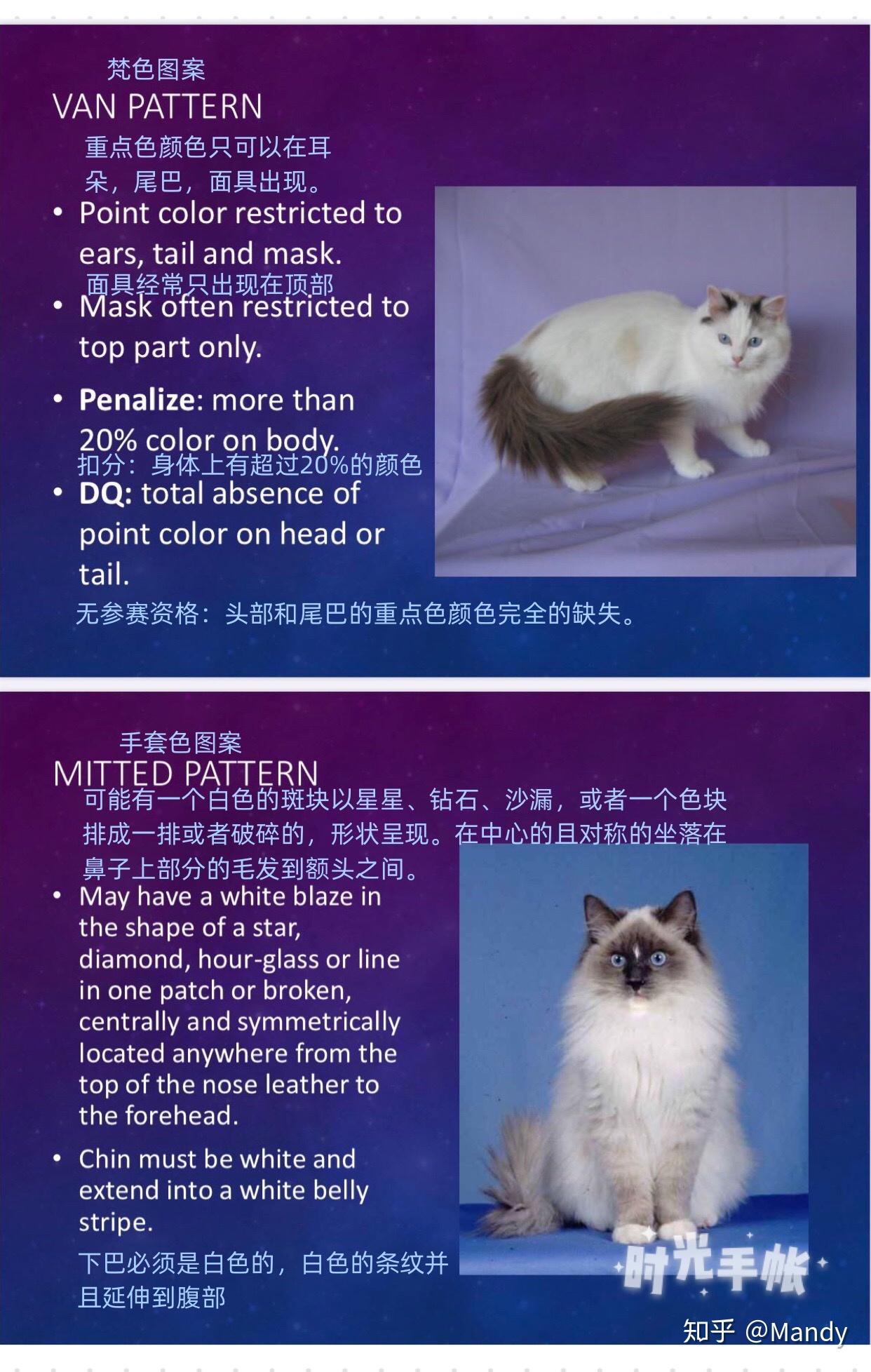 cfa协会布偶猫品种标准完全解读