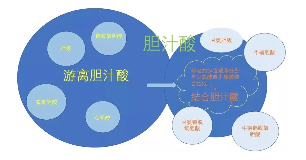 斯坦德科创胆汁酸检测服务