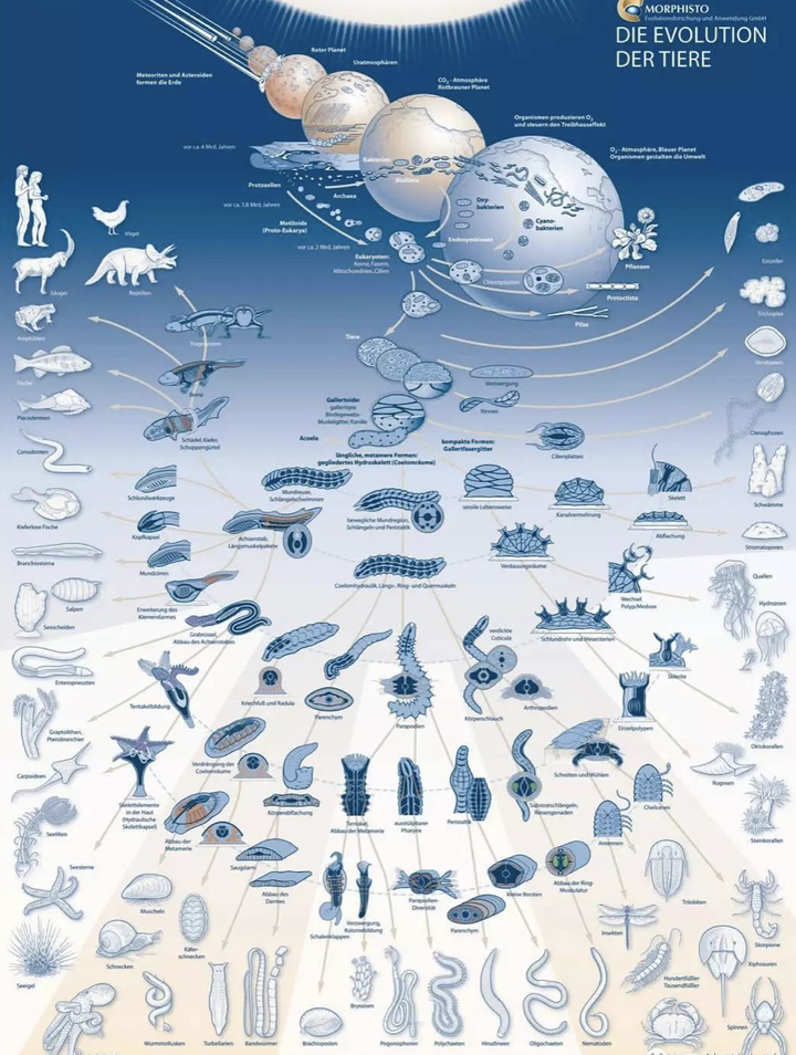 生物和万物的进化在直观层面上看是像一棵树一样的在进化。达尔文的进化树到底在表达什么？什么是侧枝分化与侧枝盲端？为什么侧枝的尽头是另外一个侧枝 ...