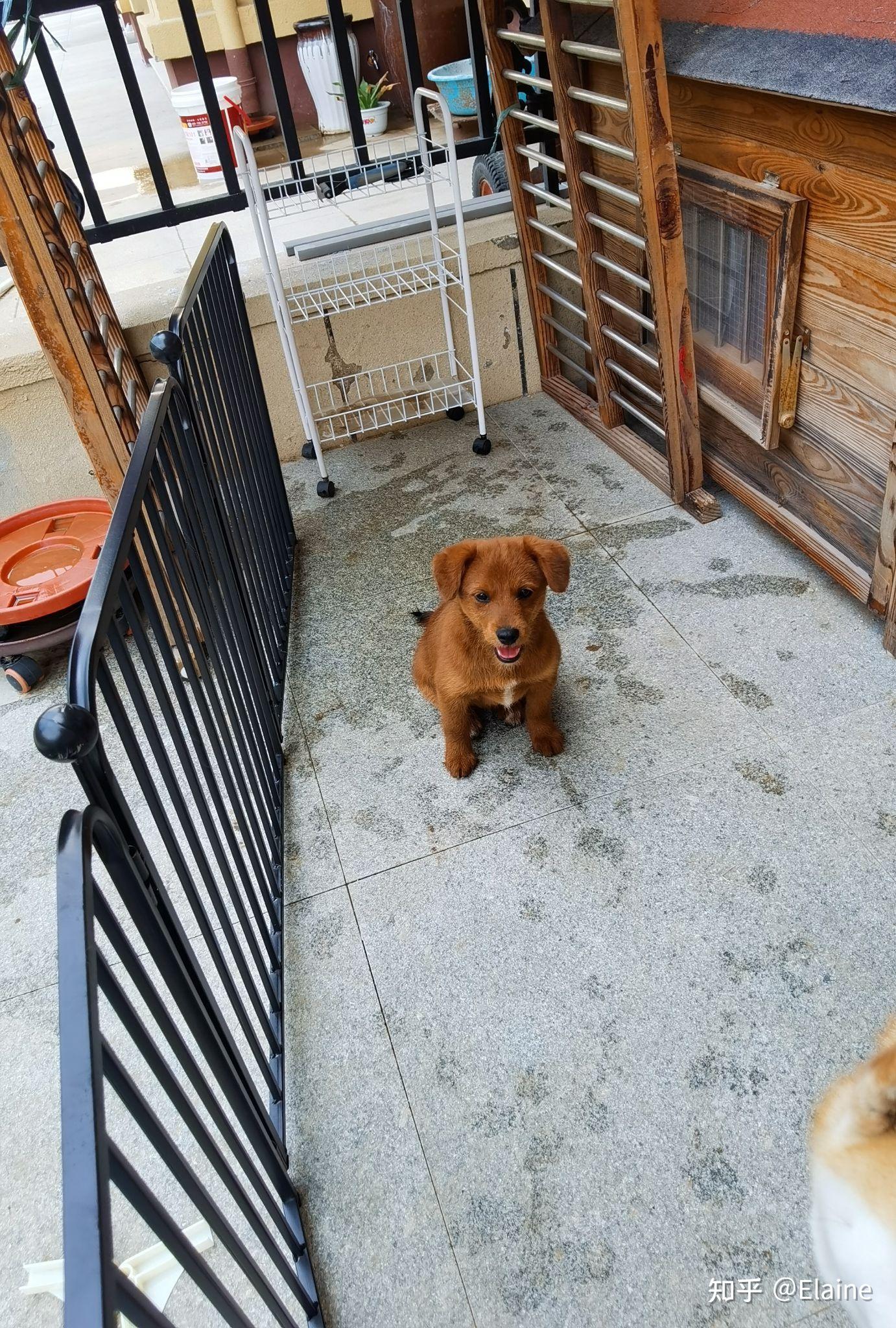 柴犬和泰迪生出来的狗会是什么样子? - 知乎