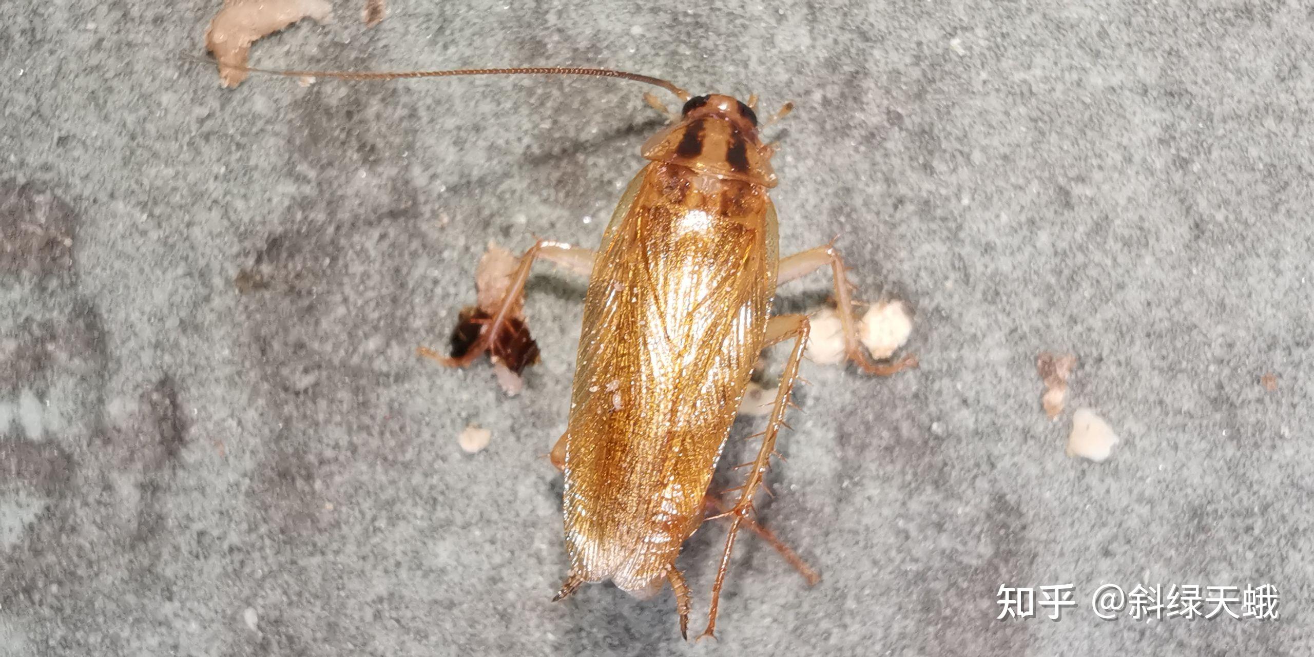 蟑螂会飞么? - 知乎