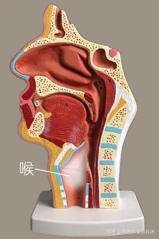 呼吸进食都经过咽,为什么很少会呛食 - 知乎