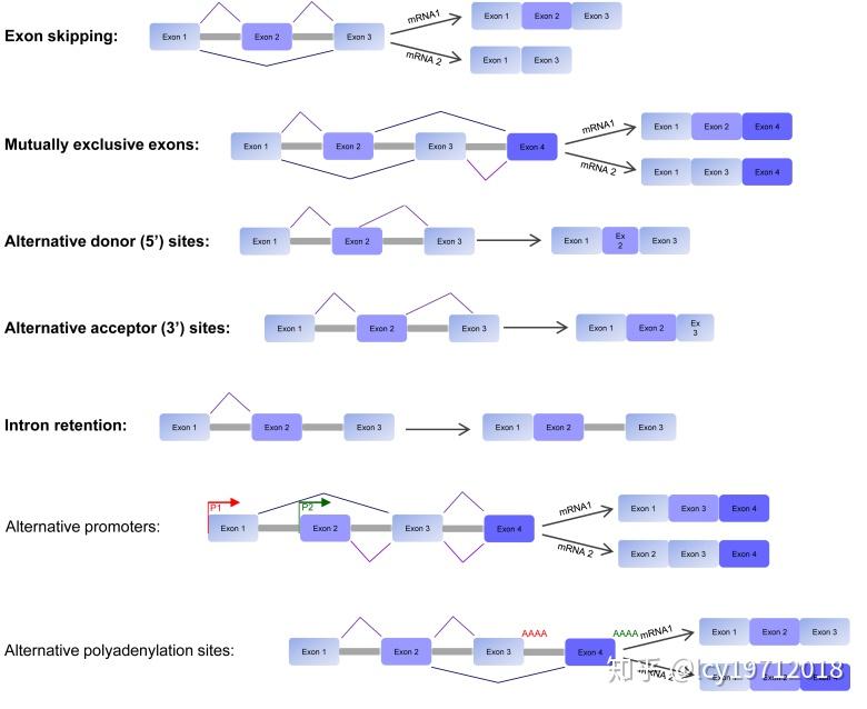 真核生物mRNA的加工修饰与转录调控（一） - 知乎