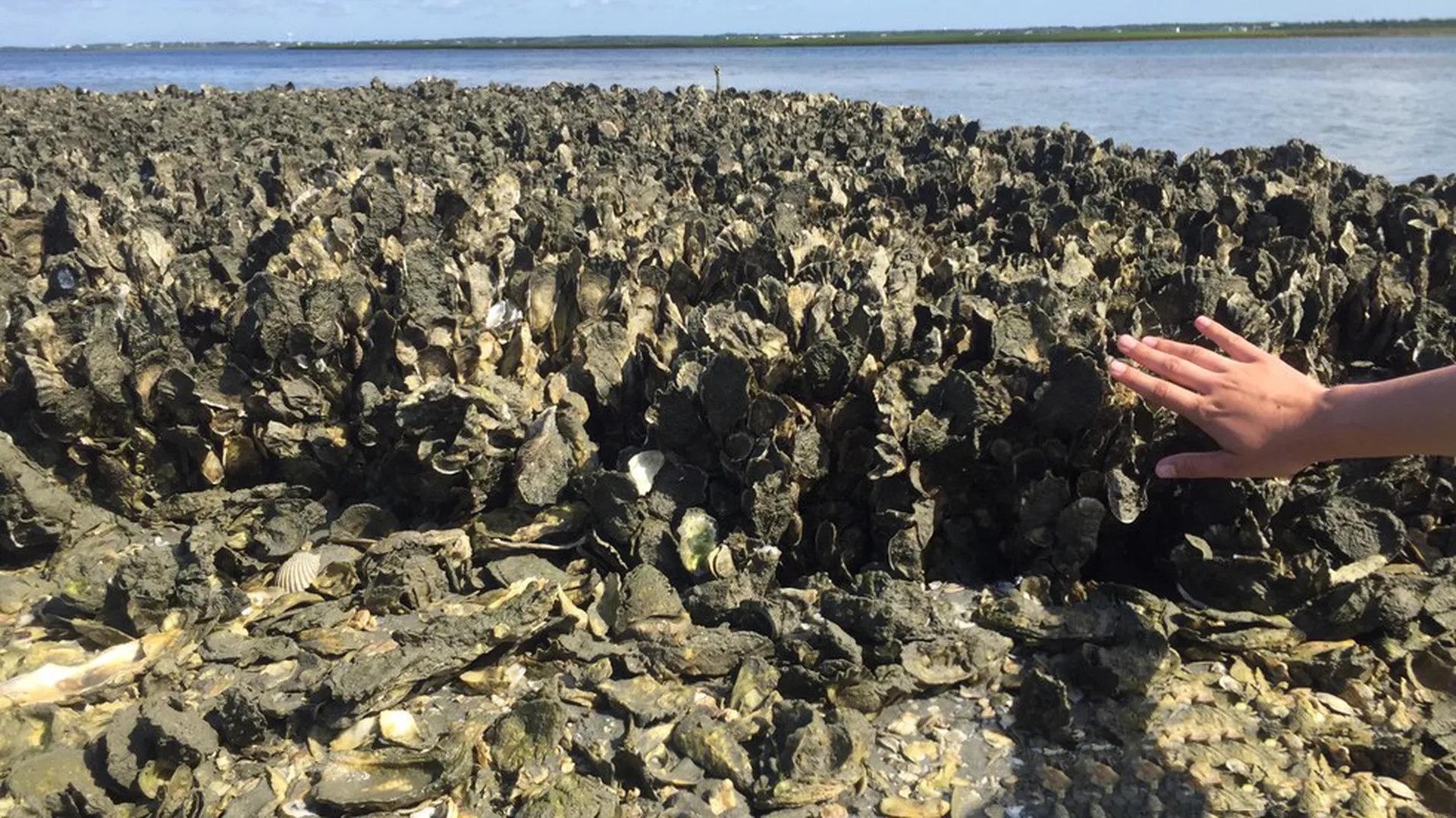 盒马辞典牡蛎生蚝的各种冷热知识