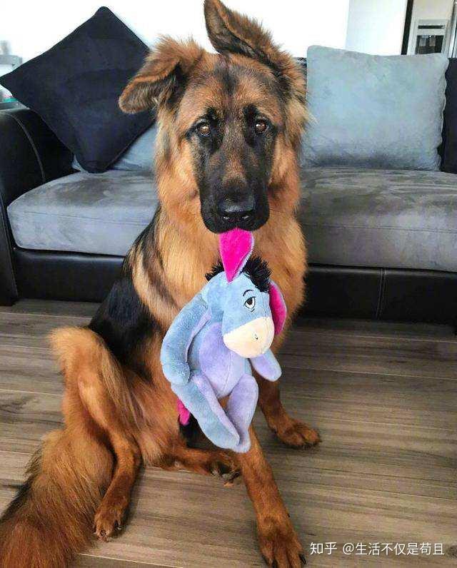 立耳朵的狗狗 v2-25e2d108b7427185ff10266ac0e30ae8_r.jpg