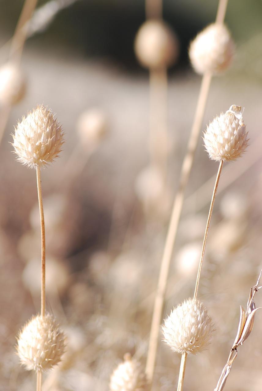 2. 百草入药宝典