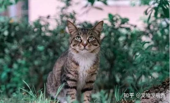 狸猫:中国的土猫,世界的名猫 - 知乎