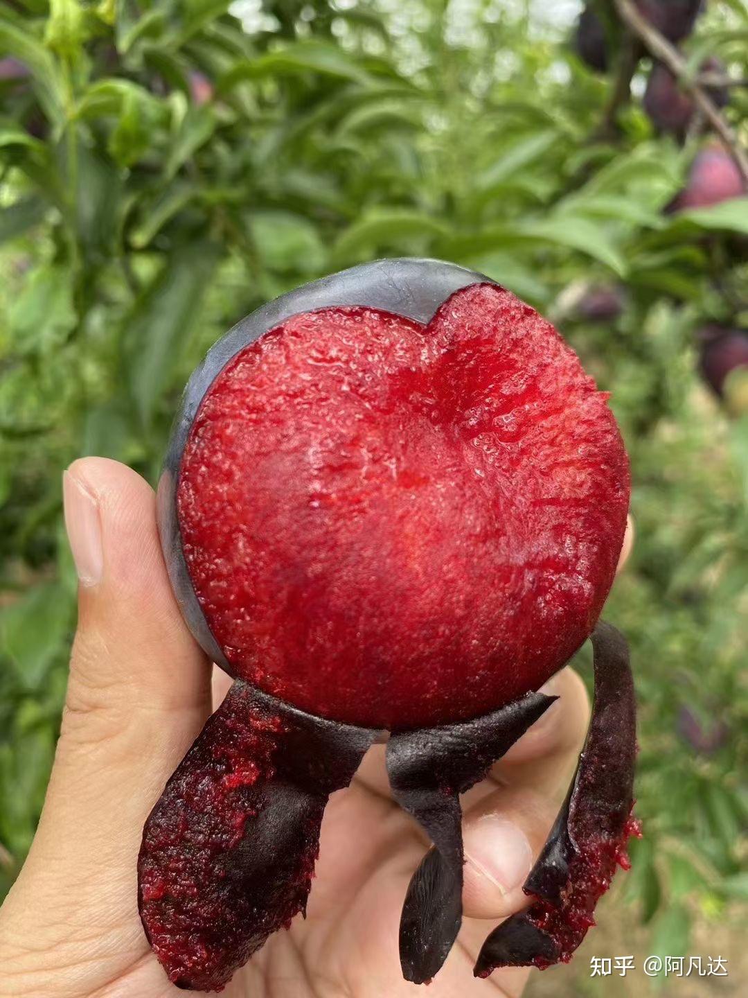 有人吃过超甜的黑布林吗