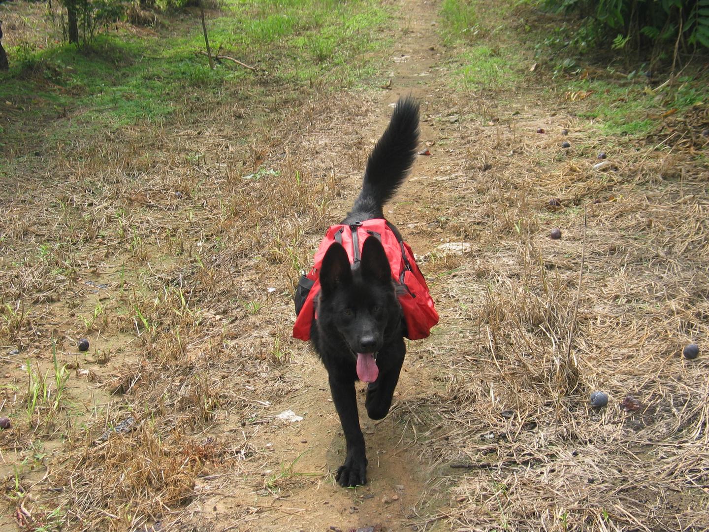 谨防爱犬鼠药中毒 知乎