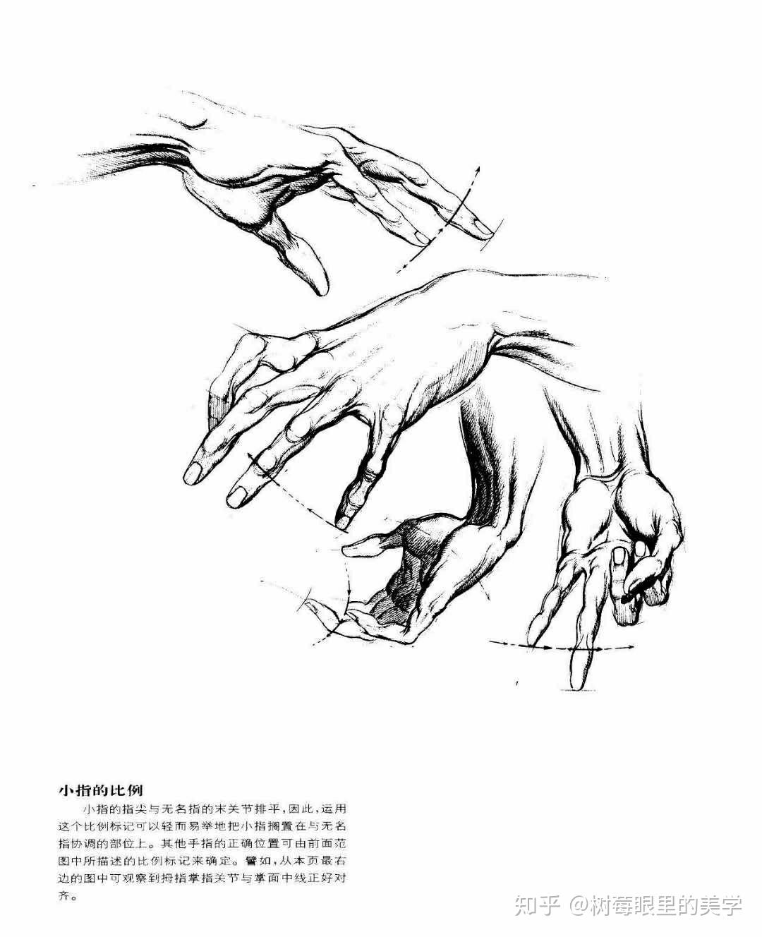 可以看看伯恩·霍加斯对手部结构的理解.