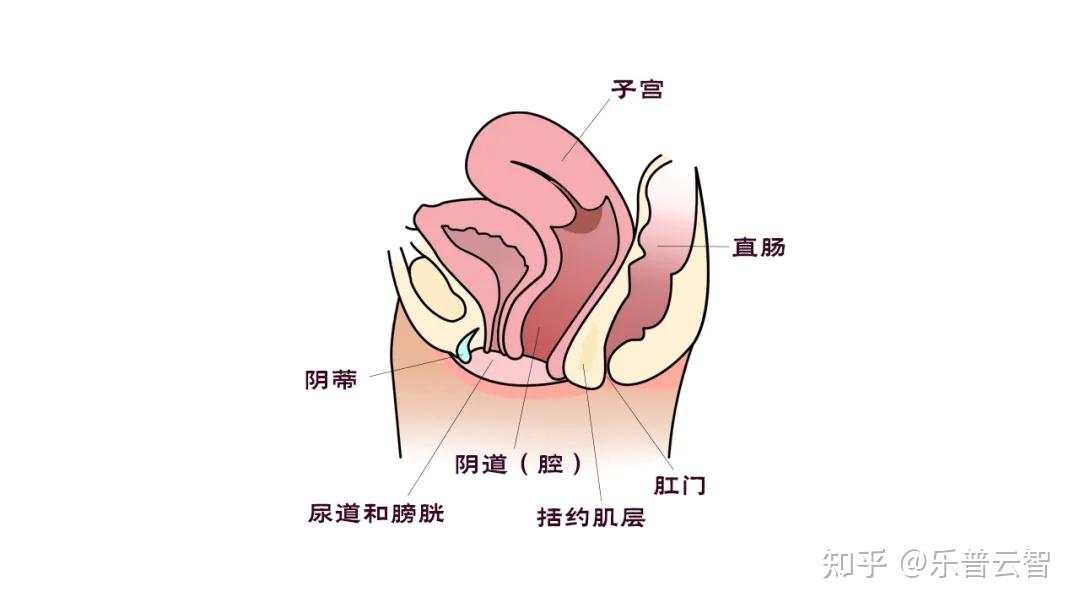 女性尿道膨出症状图片