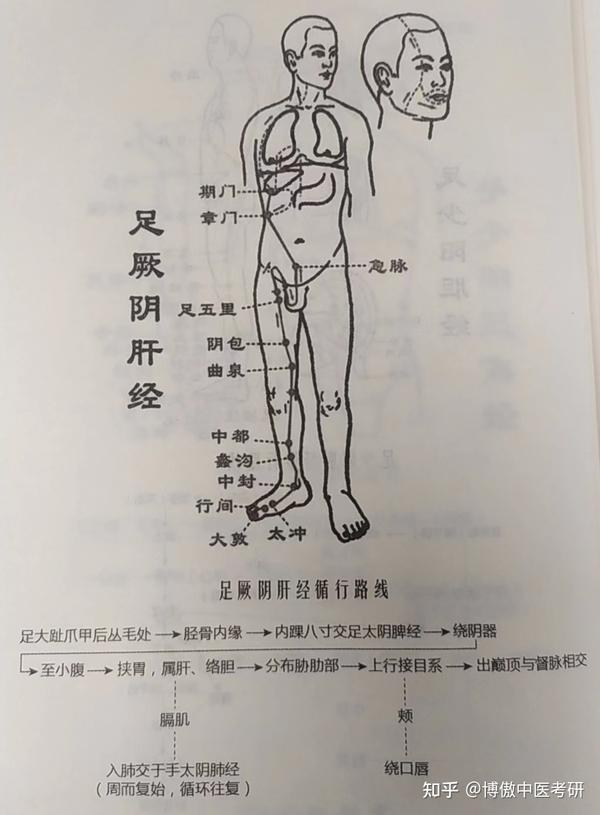 十二经脉循行路线图 知乎 