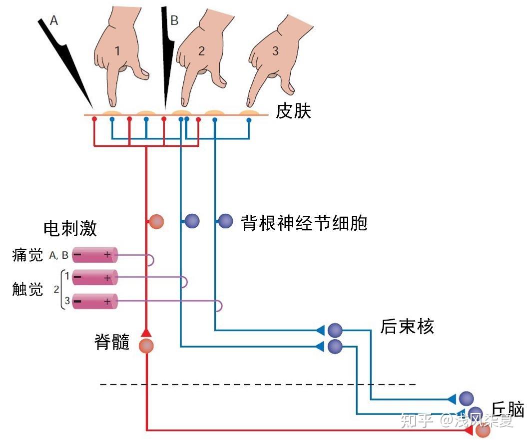 《脑科学基础》学习笔记：第五章 感知与运动【西电】 - 知乎