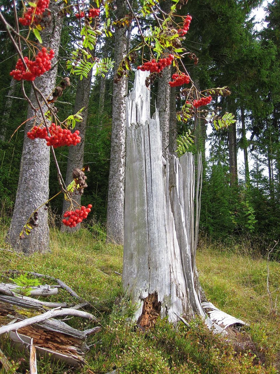 夏天万年青黄了怎么办