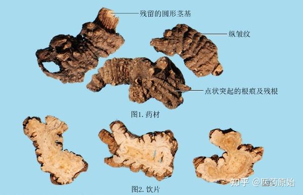 藁本图片特性图片