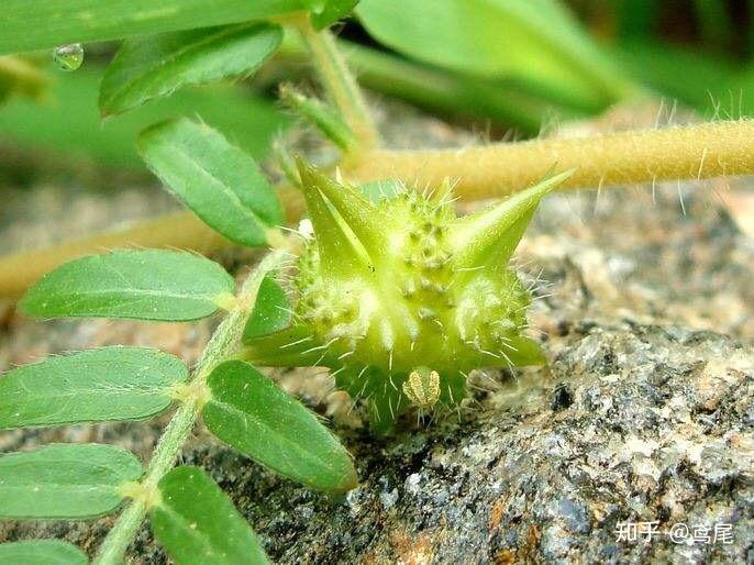 在农村田地里走着会被一种中草药粘在裤腿上,这种中草药可以降血压,叫