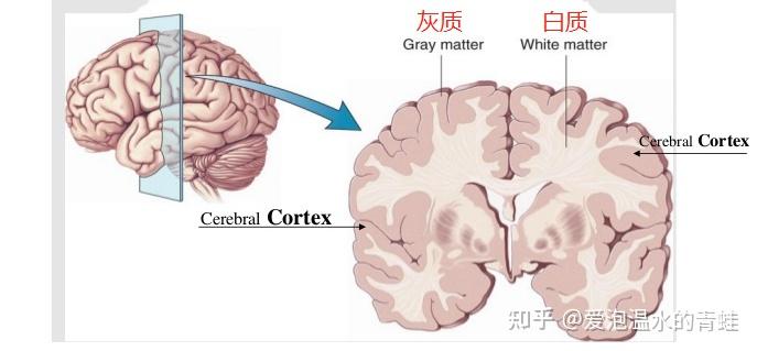 为什么人与人之间的智商不同?大脑结构有差异吗? 3 v2 2605e6fcf8488e7986a0f18281e2bc69 720w