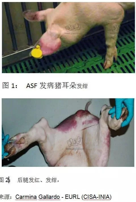 非洲猪瘟的临床症状? - 知乎