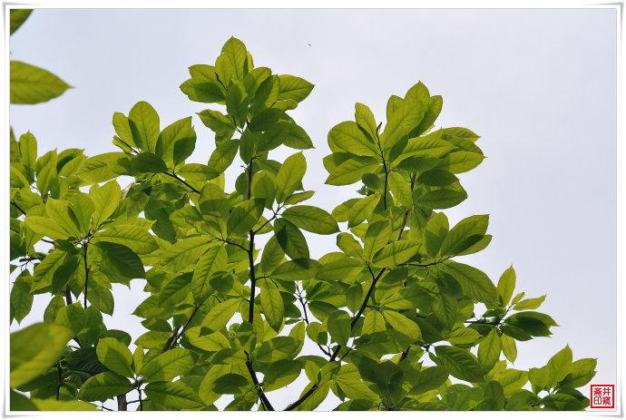 二乔玉兰为什么叫二乔玉兰